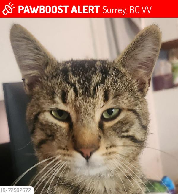 Lost Male Cat last seen Crestway bay trailer park 8220 King George Blvd v3w6e1 , Surrey, BC V3W 6E1