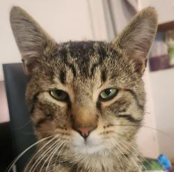 Lost Male Cat last seen Crestway bay trailer park 8220 King George Blvd v3w6e1 , Surrey, BC V3W 6E1