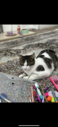 Lost Female Cat last seen Johnson Street, Tyne and Wear, England NE8