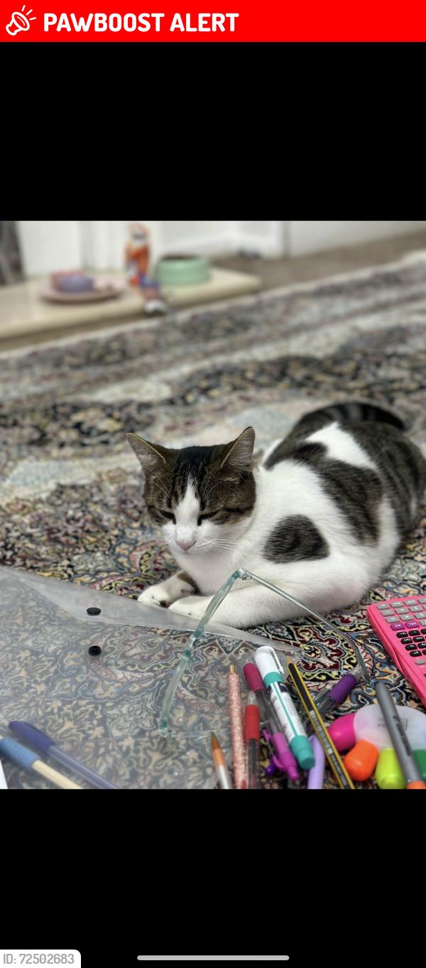 Lost Female Cat last seen Johnson Street, Tyne and Wear, England NE8