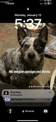 Lost Male Dog last seen 39th st and H st San Bernardino , San Bernardino, CA 92405