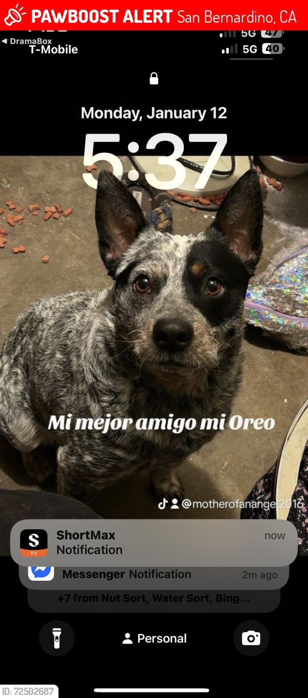 Lost Male Dog last seen 39th st and H st San Bernardino , San Bernardino, CA 92405