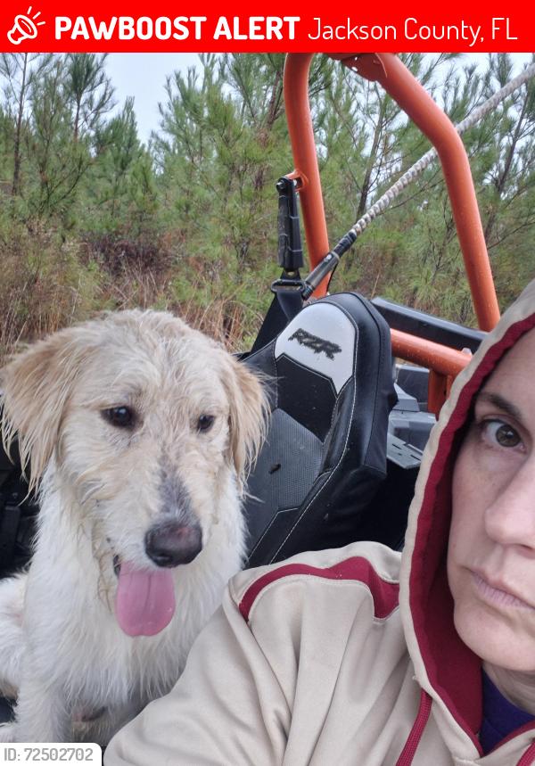 Lost Male Dog last seen Fairview Road(Panama City Cutoff), Jackson County, FL 32448