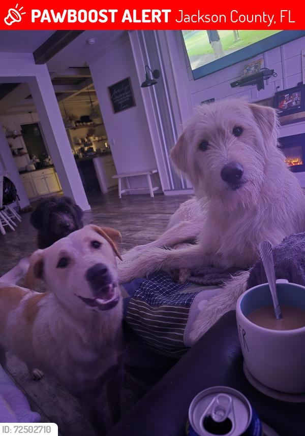 Lost Female Dog last seen Fairview Rd (Panama City Cutoff), Jackson County, FL 32448