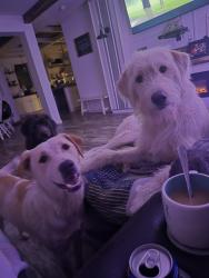 Lost Female Dog last seen Fairview Rd (Panama City Cutoff), Jackson County, FL 32448