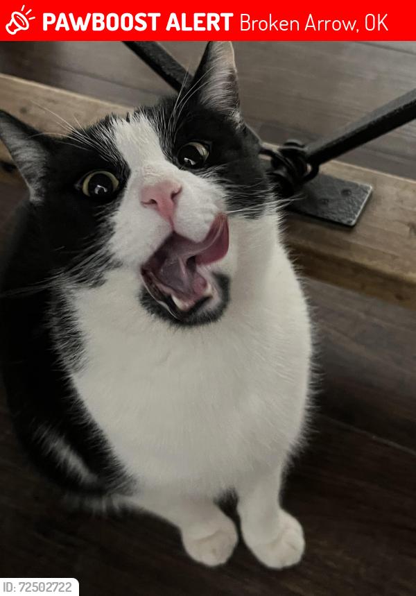 Lost Male Cat last seen S aspen ave & w Washington st, Broken Arrow, OK 74012