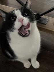 Lost Male Cat last seen S aspen ave & w Washington st, Broken Arrow, OK 74012