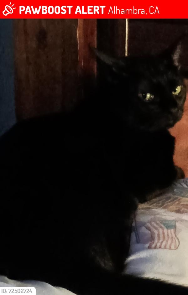 Lost Male Cat last seen Commonwealth & Marengo  Alhambra, Ca, Alhambra, CA 91801