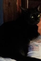 Lost Male Cat last seen Commonwealth & Marengo  Alhambra, Ca, Alhambra, CA 91801