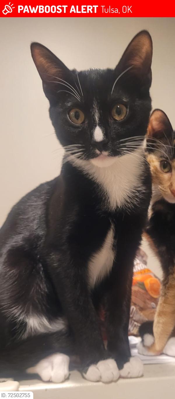Lost Male Cat last seen Near N Wheeling Ave, Tulsa, OK 74110, Tulsa, OK 74110