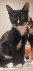 Lost Male Cat last seen Near N Wheeling Ave, Tulsa, OK 74110, Tulsa, OK 74110