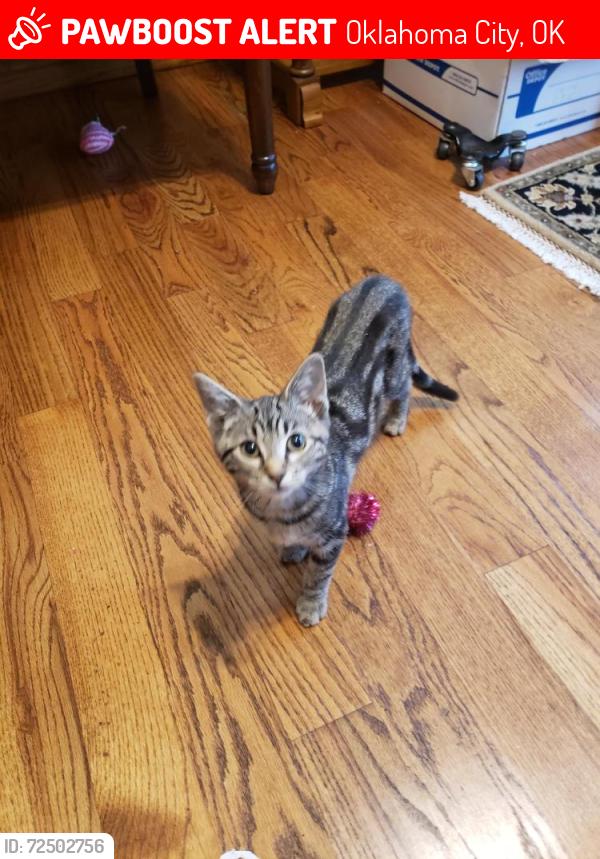 Lost Female Cat last seen Behind  walmart, Oklahoma City, OK 73159