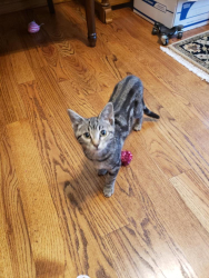 Lost Female Cat last seen Behind  walmart, Oklahoma City, OK 73159