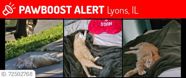 Lost Female Cat last seen Near 45th st, Lyons, IL 60534