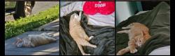 Lost Female Cat last seen Near 45th st, Lyons, IL 60534