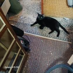 Lost Male Cat last seen Auburn Ave. Near Coverdale Elementary school, Bonneville County, ID 83401