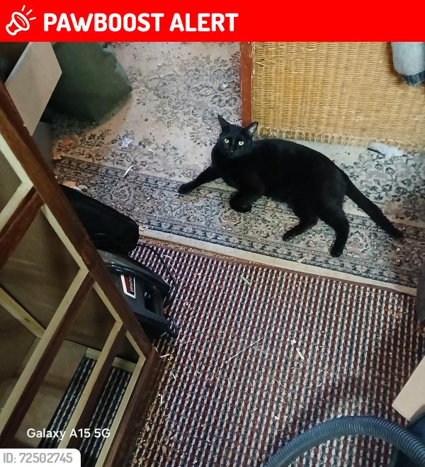 Lost Male Cat last seen Auburn Ave. Near Coverdale Elementary school, Bonneville County, ID 83401