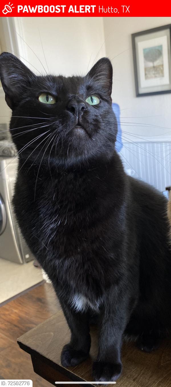 Lost Male Cat last seen Hutto Lake Park, Hutto, TX 78634