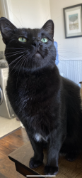 Lost Male Cat last seen Hutto Lake Park, Hutto, TX 78634