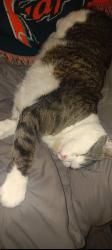 Lost Male Cat last seen Camden rd and trillo st, Port St. Lucie, FL 34952