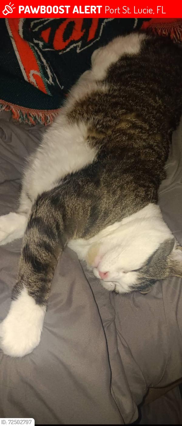 Lost Male Cat last seen Camden rd and trillo st, Port St. Lucie, FL 34952