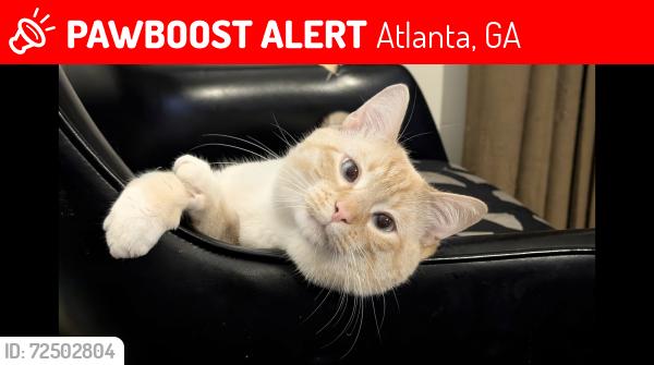 Lost Male Cat last seen Waterford Rd, Atlanta, GA 30318