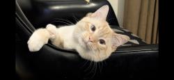Lost Male Cat last seen Waterford Rd, Atlanta, GA 30318