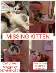 Lost Female Cat last seen Alberta dr. Crozet , Crozet, VA 22932