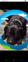 Lost Female Dog last seen Not sure, Gautier, MS 39553
