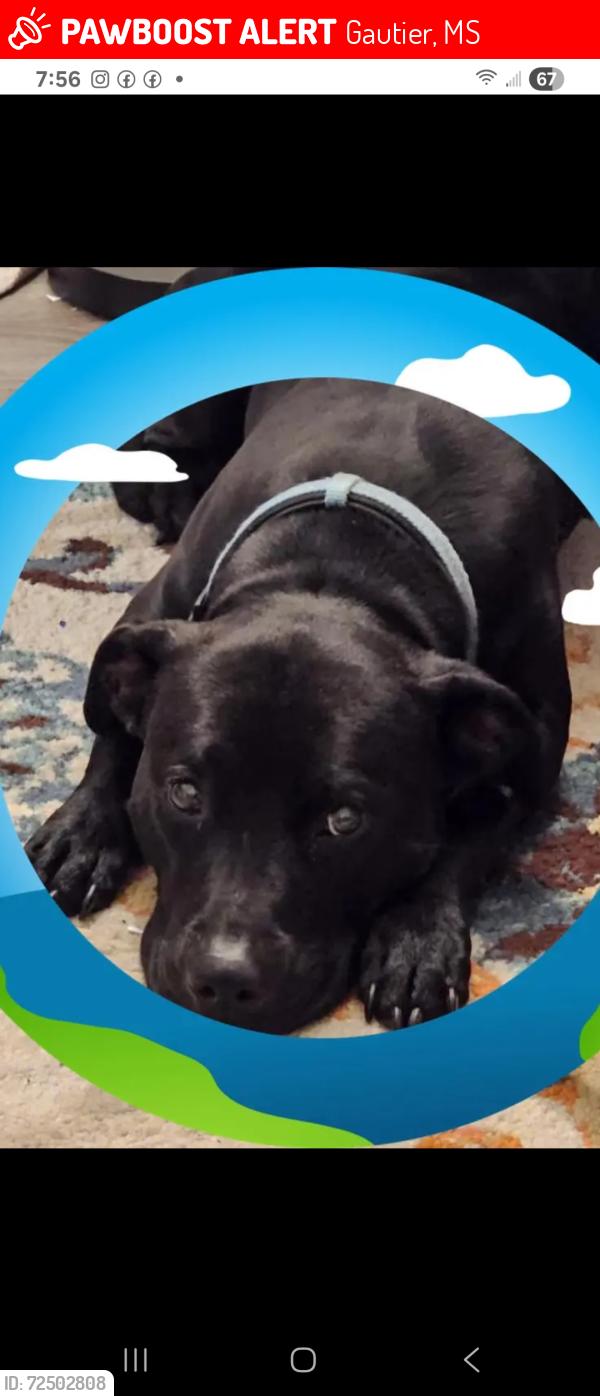 Lost Female Dog last seen Not sure, Gautier, MS 39553