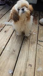 Lost Female Dog last seen Casa 240 27520 , Clayton, NC 27520