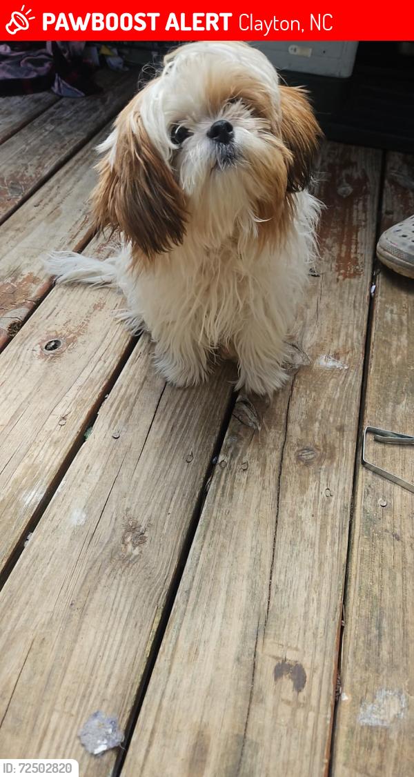 Lost Female Dog last seen Casa 240 27520 , Clayton, NC 27520