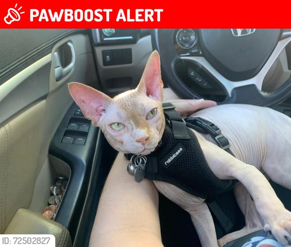 Lost Male Cat last seen Gardens at Hartford Square, hmstd, FL 33032, Miami-Dade County, FL 33032
