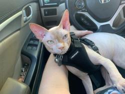 Lost Male Cat last seen Gardens at Hartford Square, hmstd, FL 33032, Miami-Dade County, FL 33032