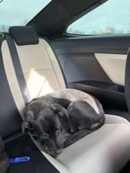 Reunited Female Dog last seen Near Ella Ln Oklahoma City OK 73160 United States, Oklahoma City, OK 73160