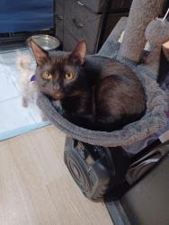 Lost Male Cat last seen Near Cannon road, Candler, NC 28715
