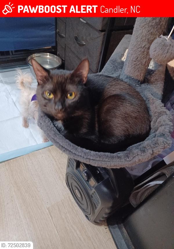 Lost Male Cat last seen Near Cannon road, Candler, NC 28715