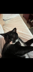 Lost Female Cat last seen Mt. Vernon Rd &Mt. Vernon Circle , Dunwoody, GA 30338