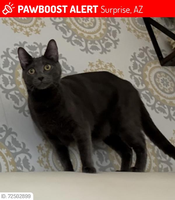 Lost Male Cat last seen W Desert Mirage Dr, Surprise, AZ 85379