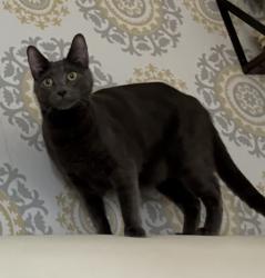 Lost Male Cat last seen W Desert Mirage Dr, Surprise, AZ 85379