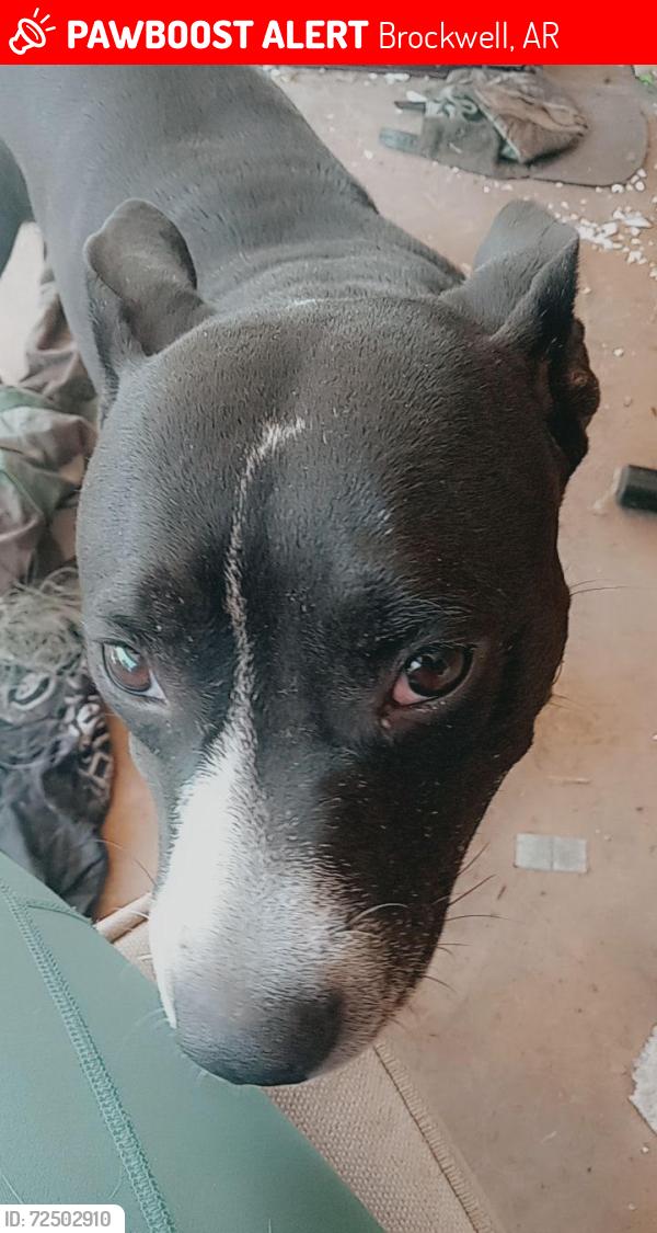 Lost Female Dog last seen on the garden trail, Brockwell, AR 72517