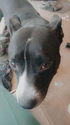 Lost Female Dog last seen on the garden trail, Brockwell, AR 72517