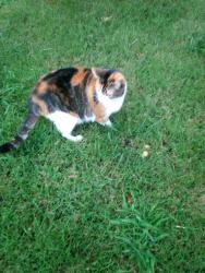 Lost Female Cat last seen Redwood st, Yeadon, PA 19050