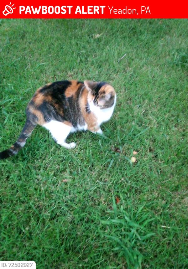 Lost Female Cat last seen Redwood st, Yeadon, PA 19050