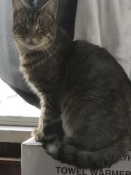 Found/Stray Unknown Cat last seen N Allen and Lancaster, Albany, NY 12203