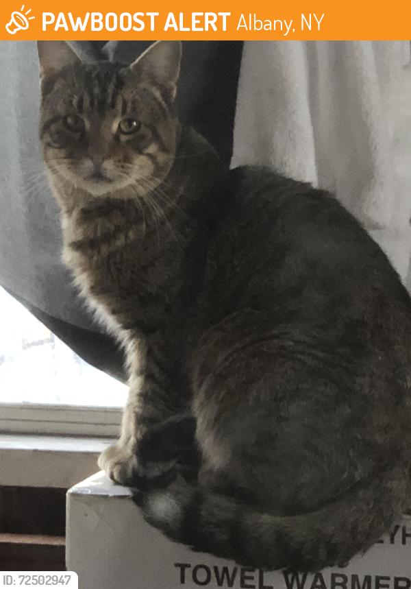 Found/Stray Unknown Cat last seen N Allen and Lancaster, Albany, NY 12203