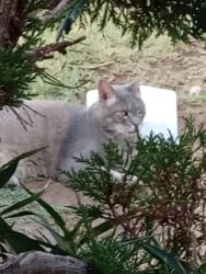 Lost Male Cat last seen 28th Dr El caminito dr, Phoenix, AZ 85053