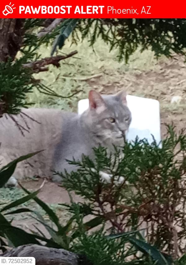 Lost Male Cat last seen 28th Dr El caminito dr, Phoenix, AZ 85053