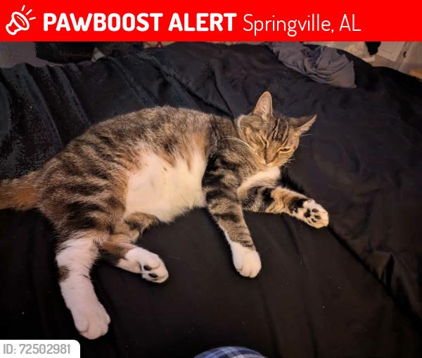 Lost Male Cat last seen HWY 231, Springville, AL 35146