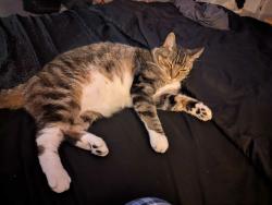 Lost Male Cat last seen HWY 231, Springville, AL 35146